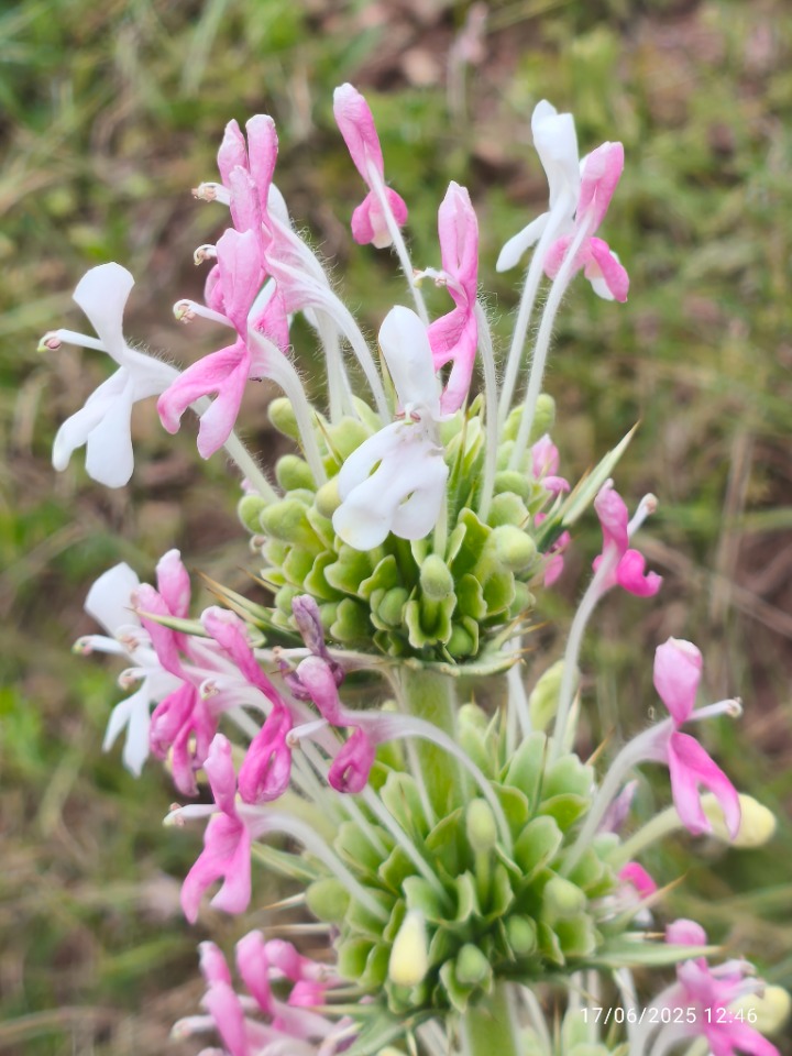 Morina persica var. persica