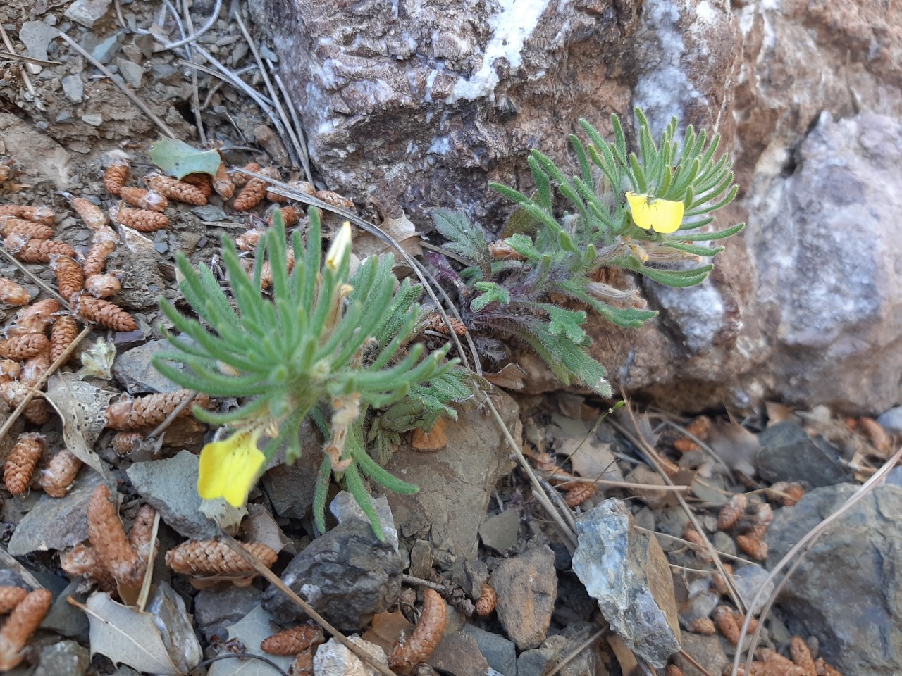 Bungea trifida