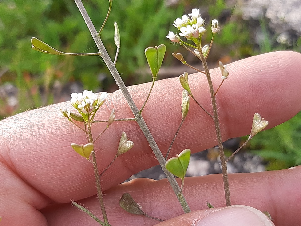 Capsella bursa-pastoris