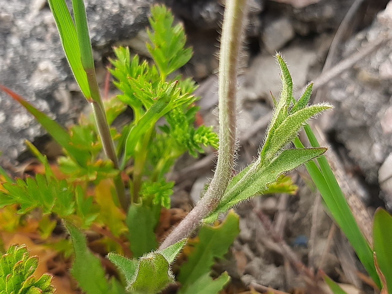 Capsella bursa-pastoris