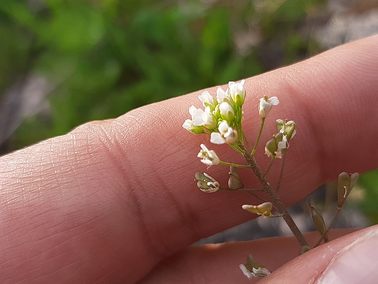 Capsella bursa-pastoris