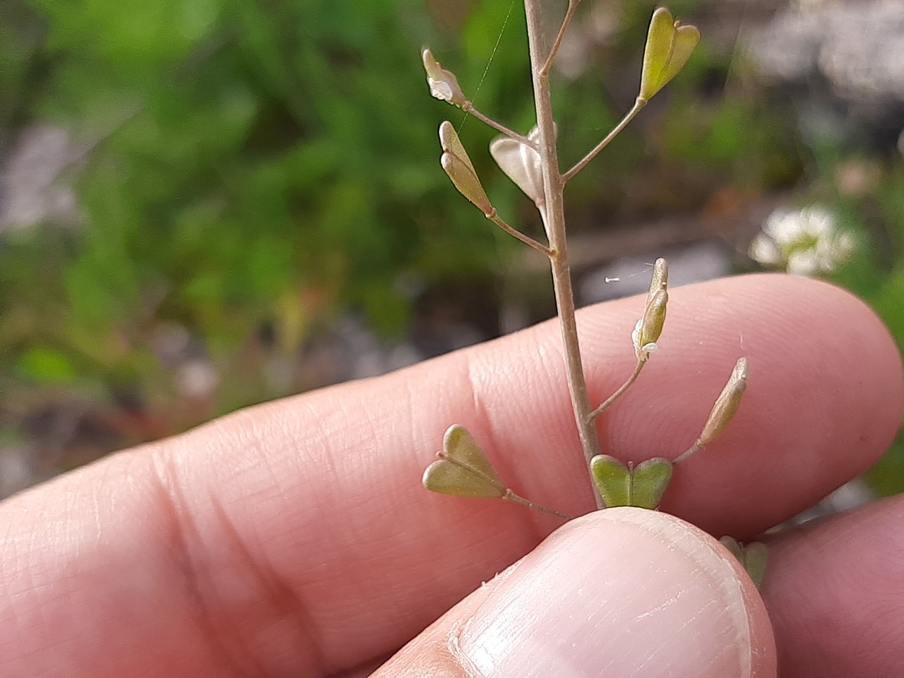 Capsella bursa-pastoris