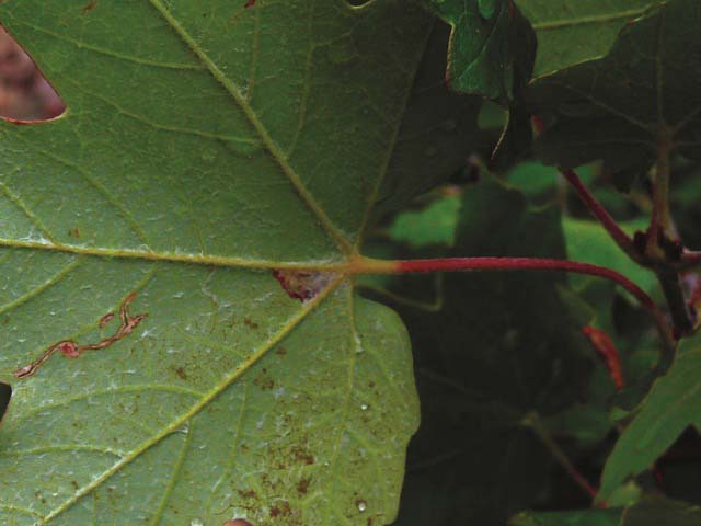 Acer hyrcanum subsp. hyrcanum