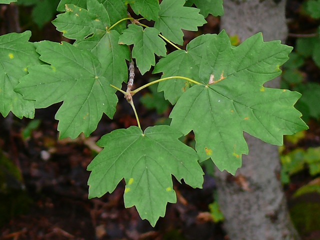 Acer hyrcanum subsp. hyrcanum