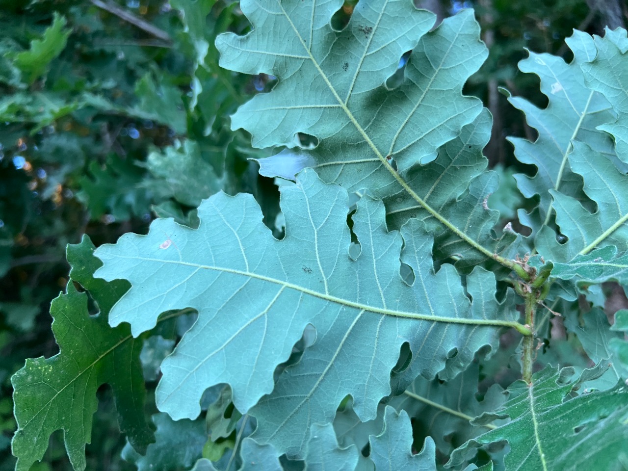 Quercus frainetto