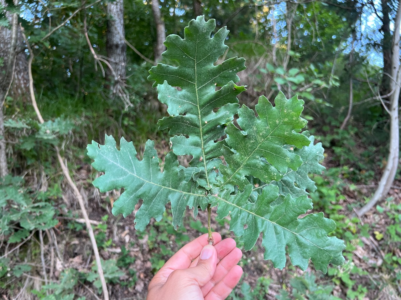 Quercus frainetto