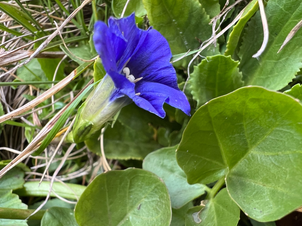 Gentiana pyrenaica