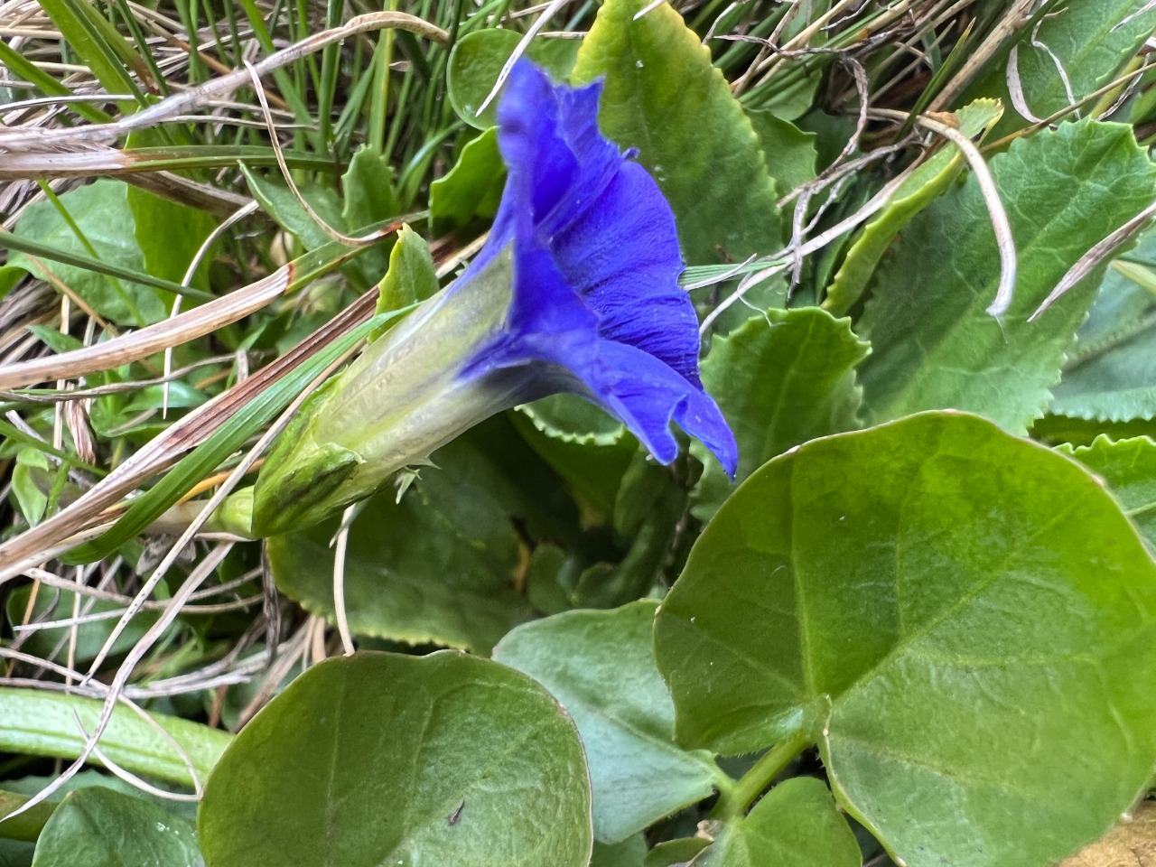 Gentiana pyrenaica