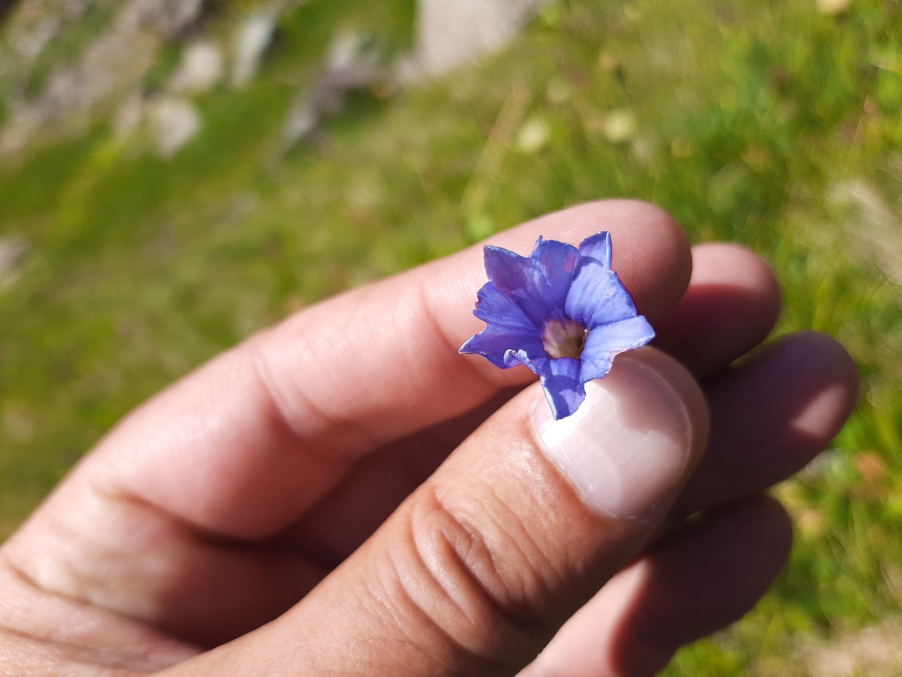 Gentiana pyrenaica