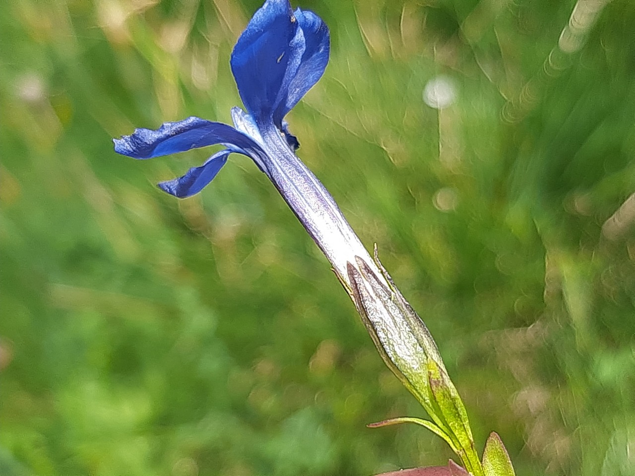 Gentiana verna subsp. pontica