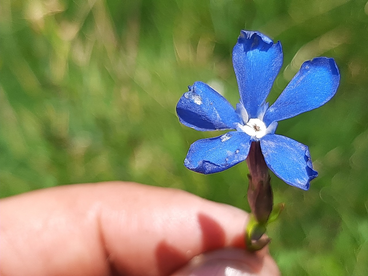 Gentiana verna subsp. pontica