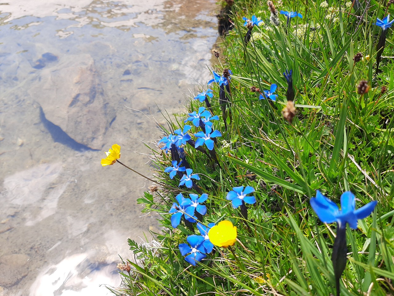 Gentiana verna subsp. pontica