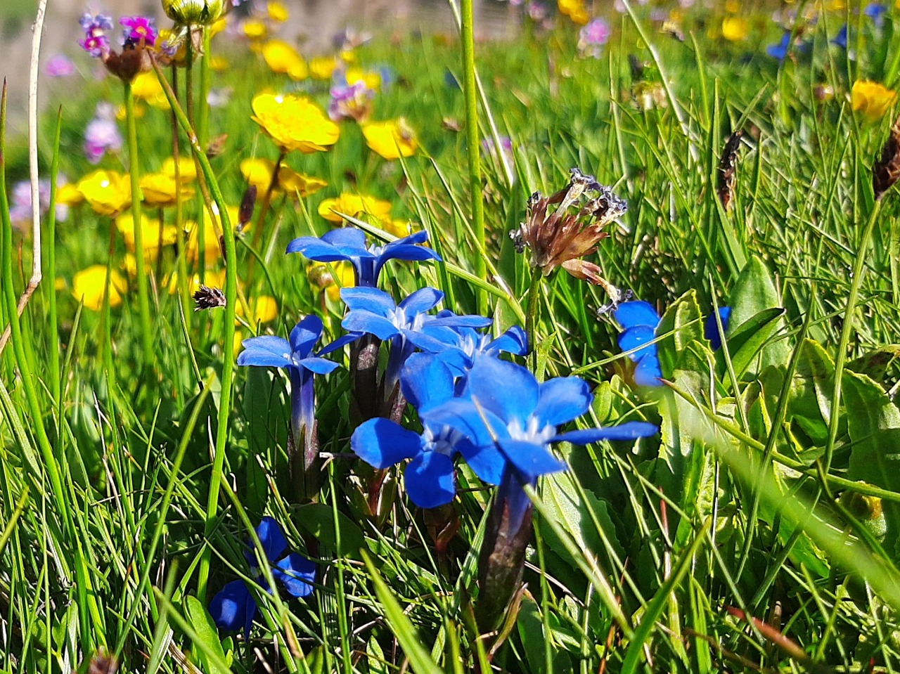 Gentiana verna subsp. pontica