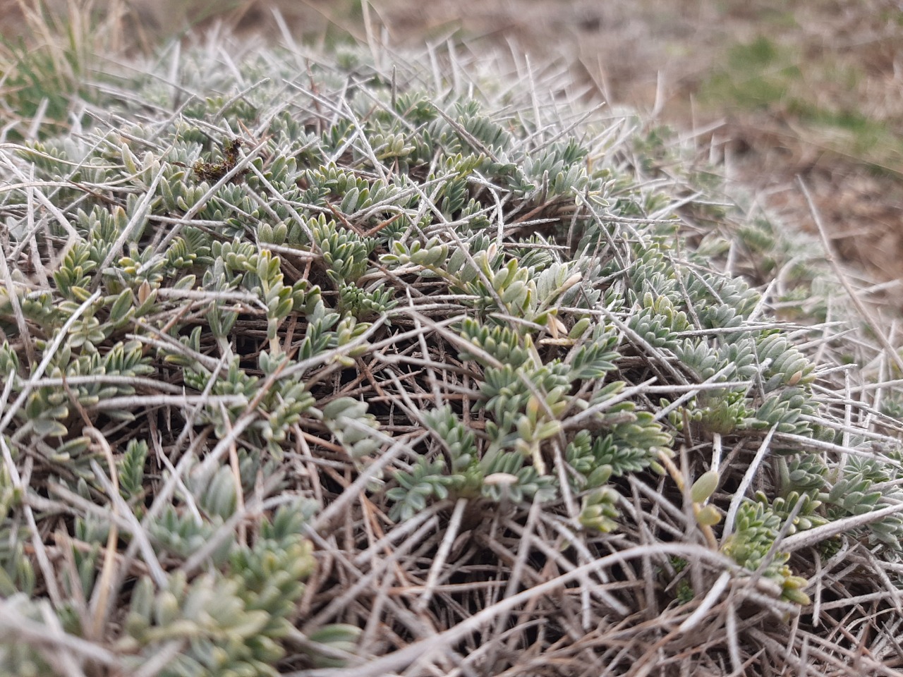 Astragalus angustifolius