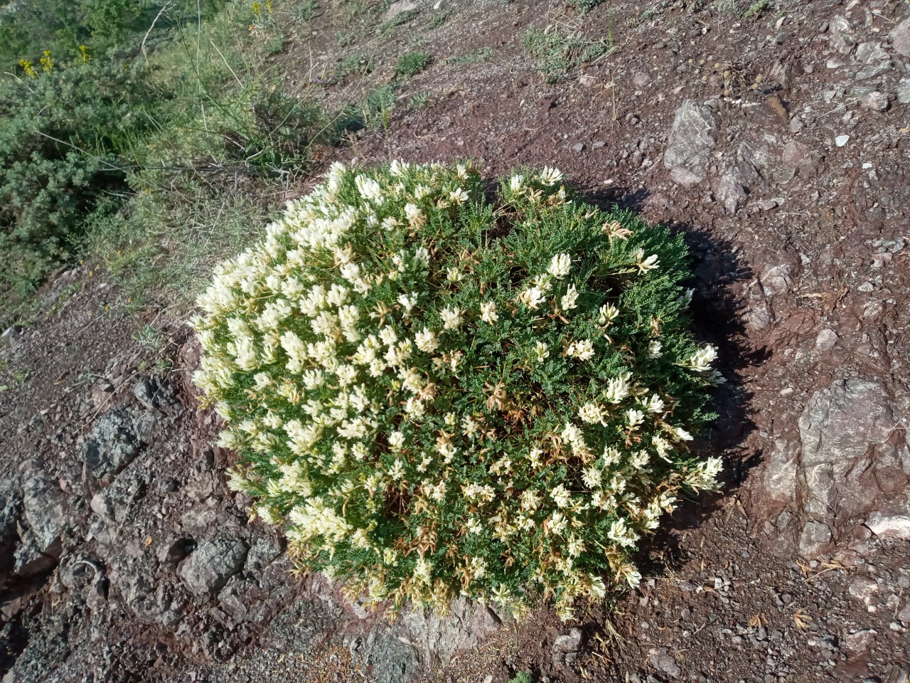 Astragalus angustifolius