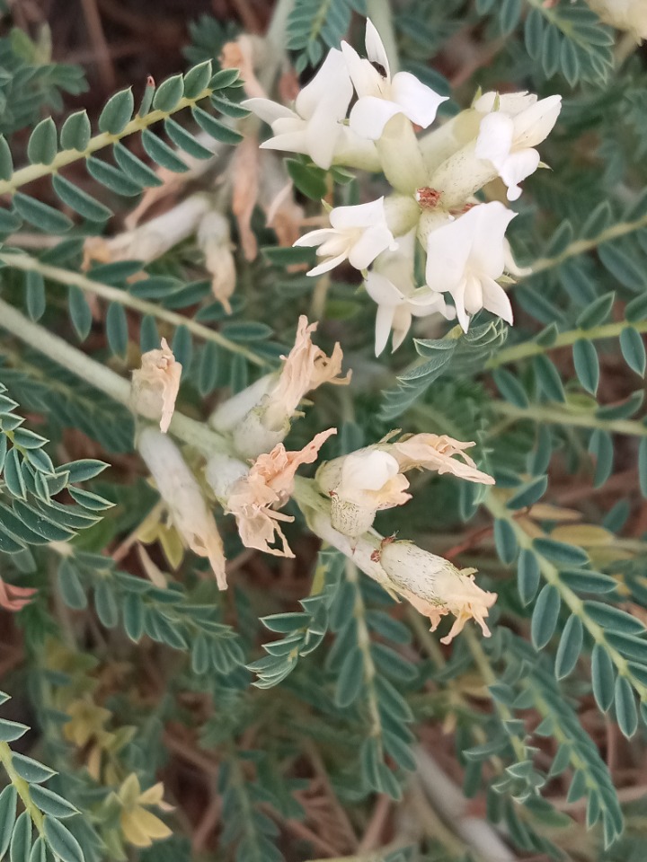 Astragalus angustifolius