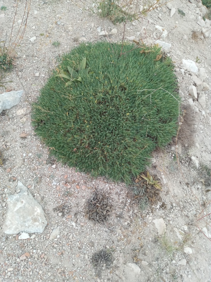 Astragalus angustifolius