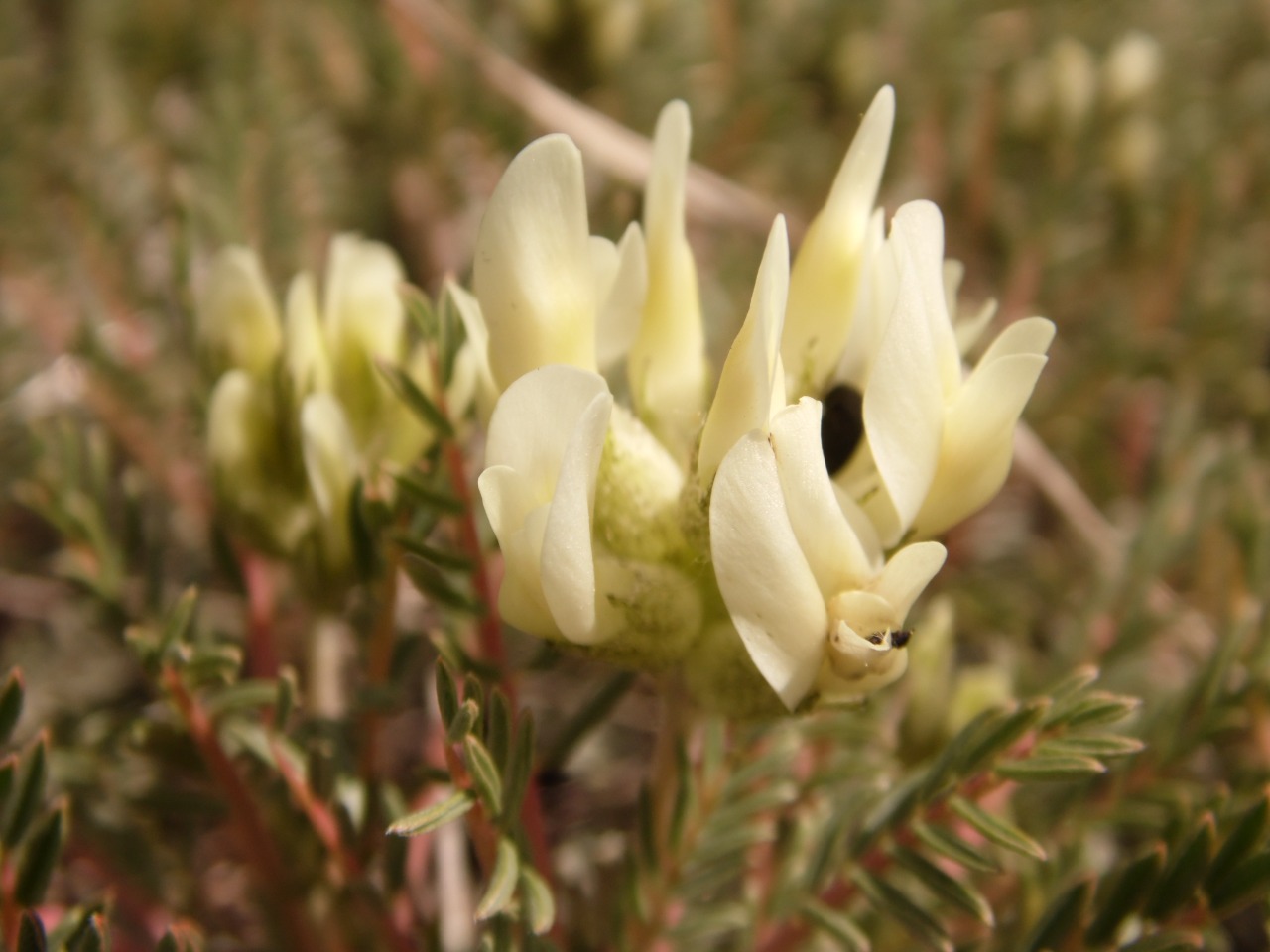 Astragalus angustifolius