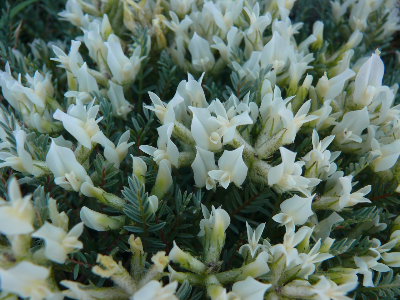 Astragalus angustifolius