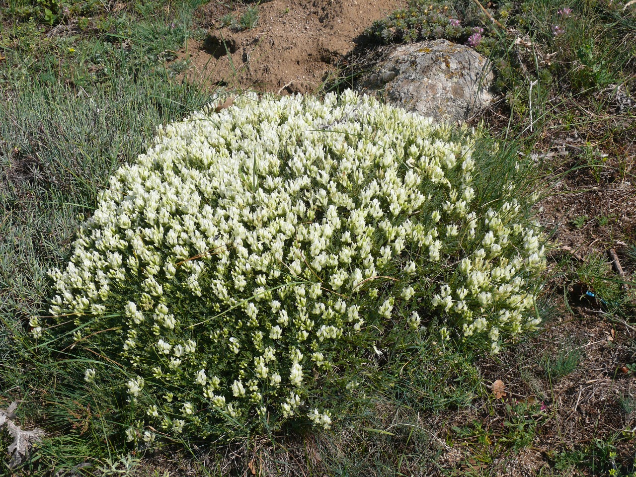 Astragalus angustifolius