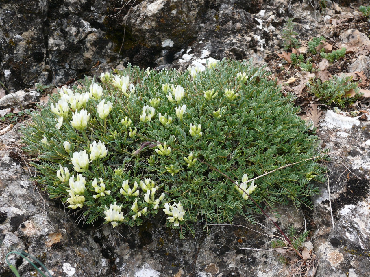 Astragalus angustifolius