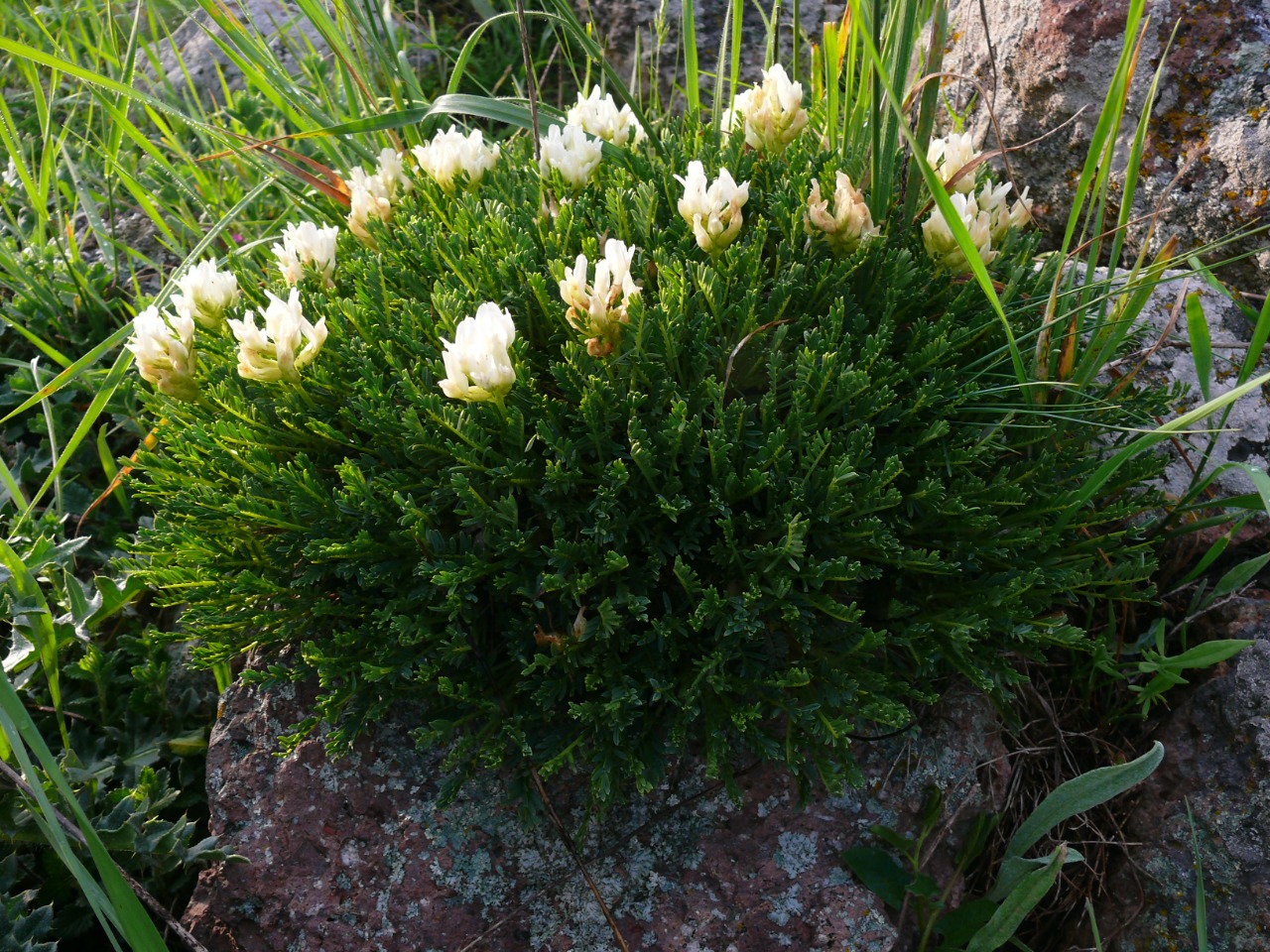 Astragalus angustifolius