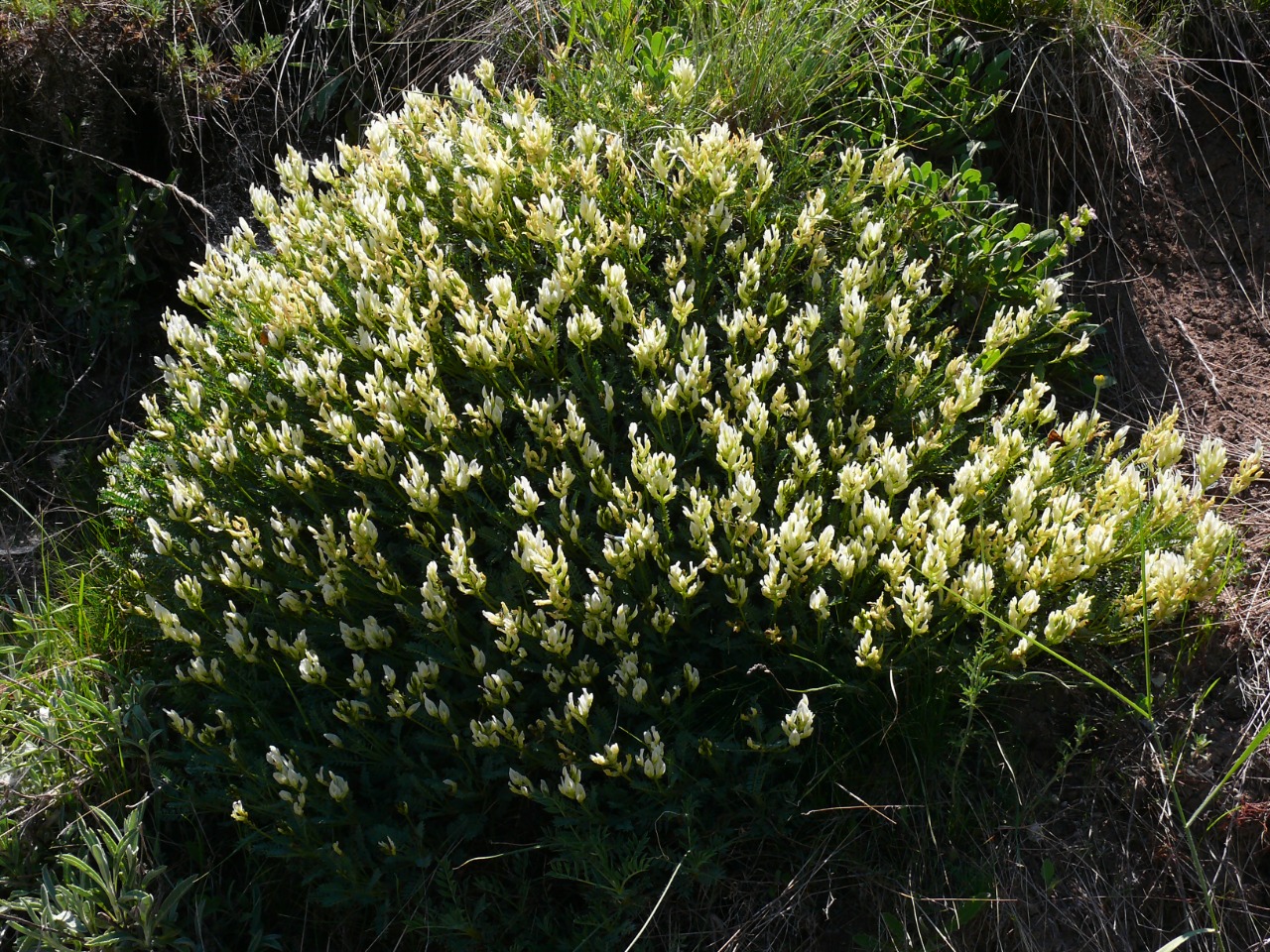 Astragalus angustifolius