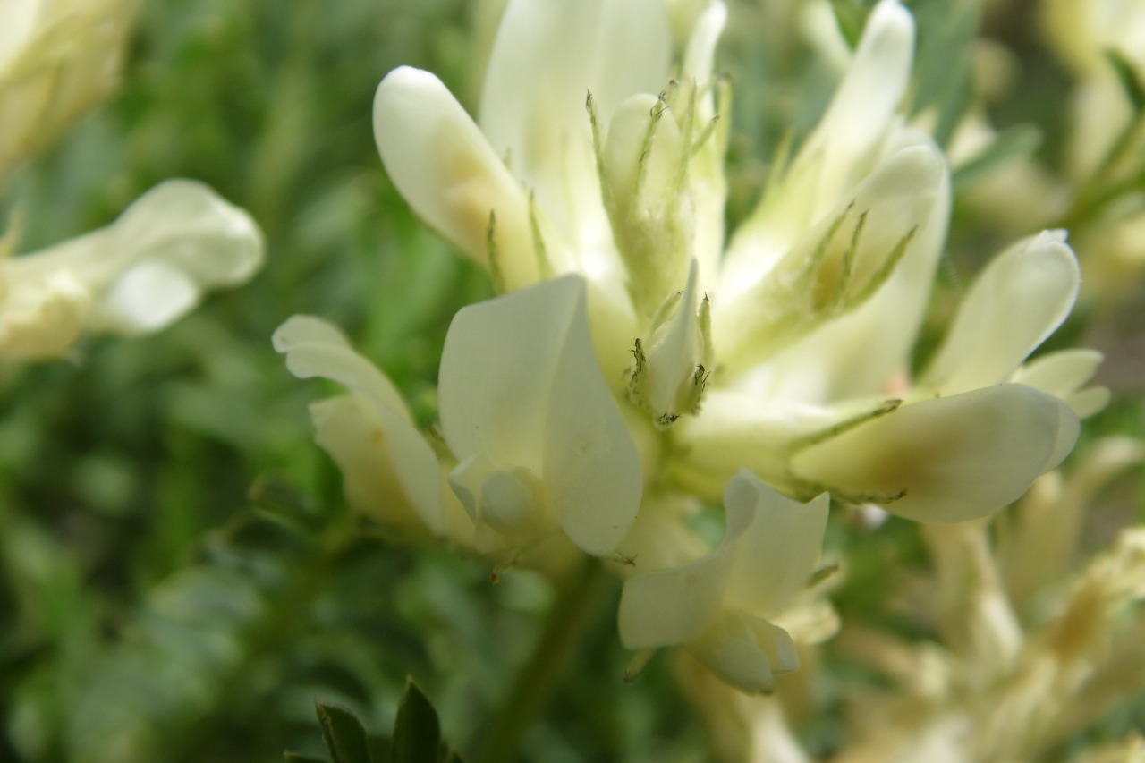 Astragalus angustifolius
