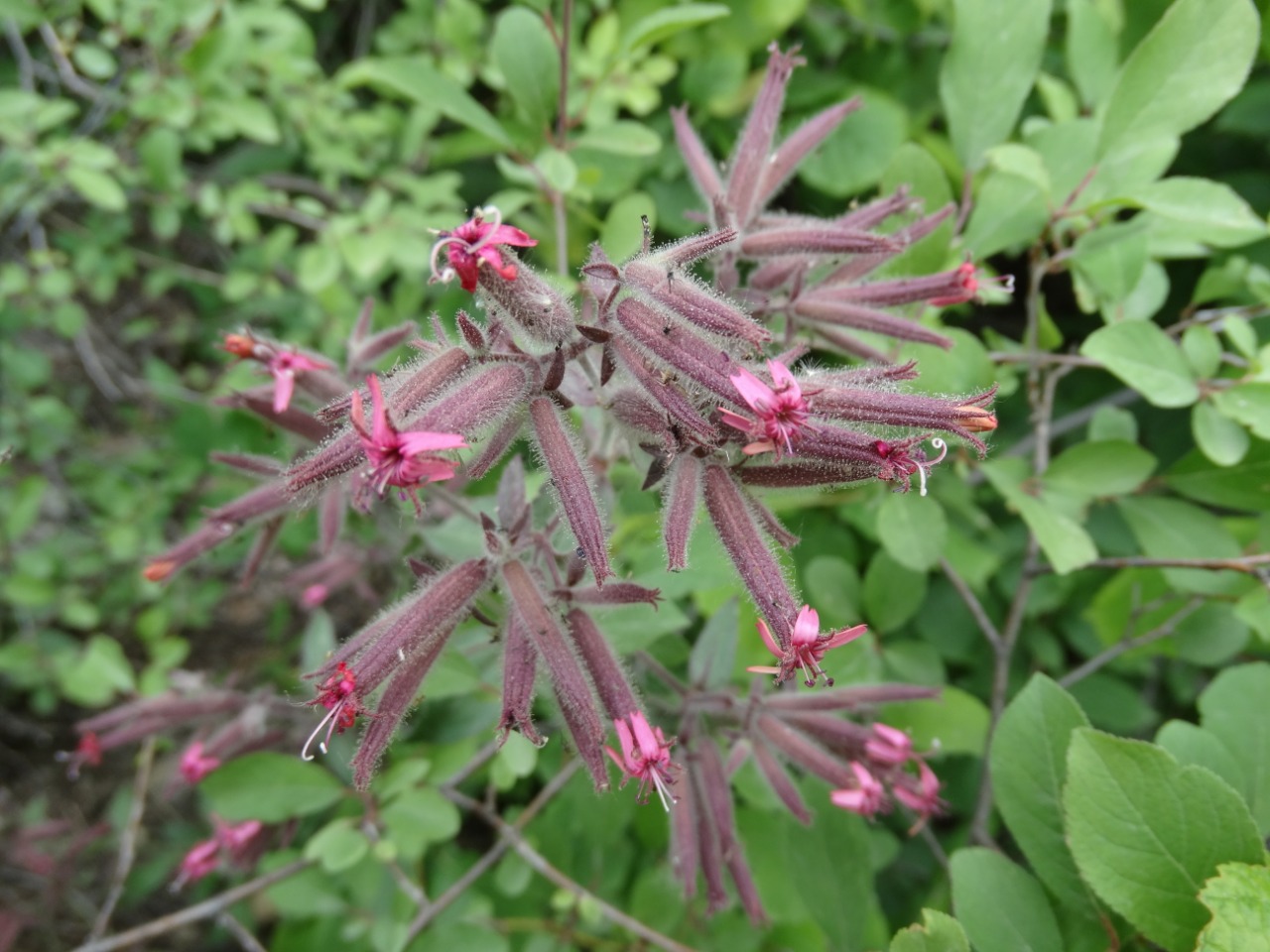 Saponaria glutinosa