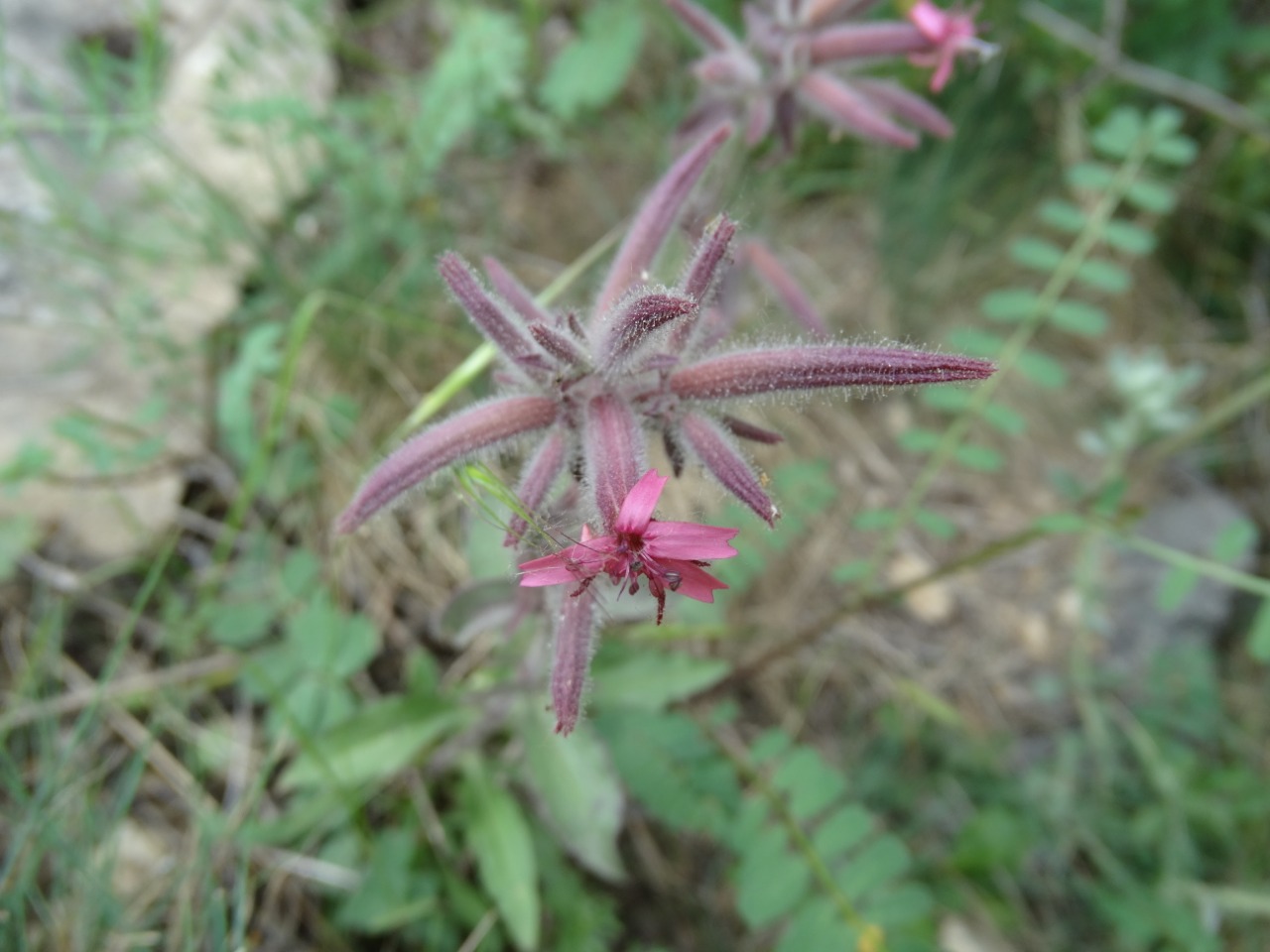 Saponaria glutinosa