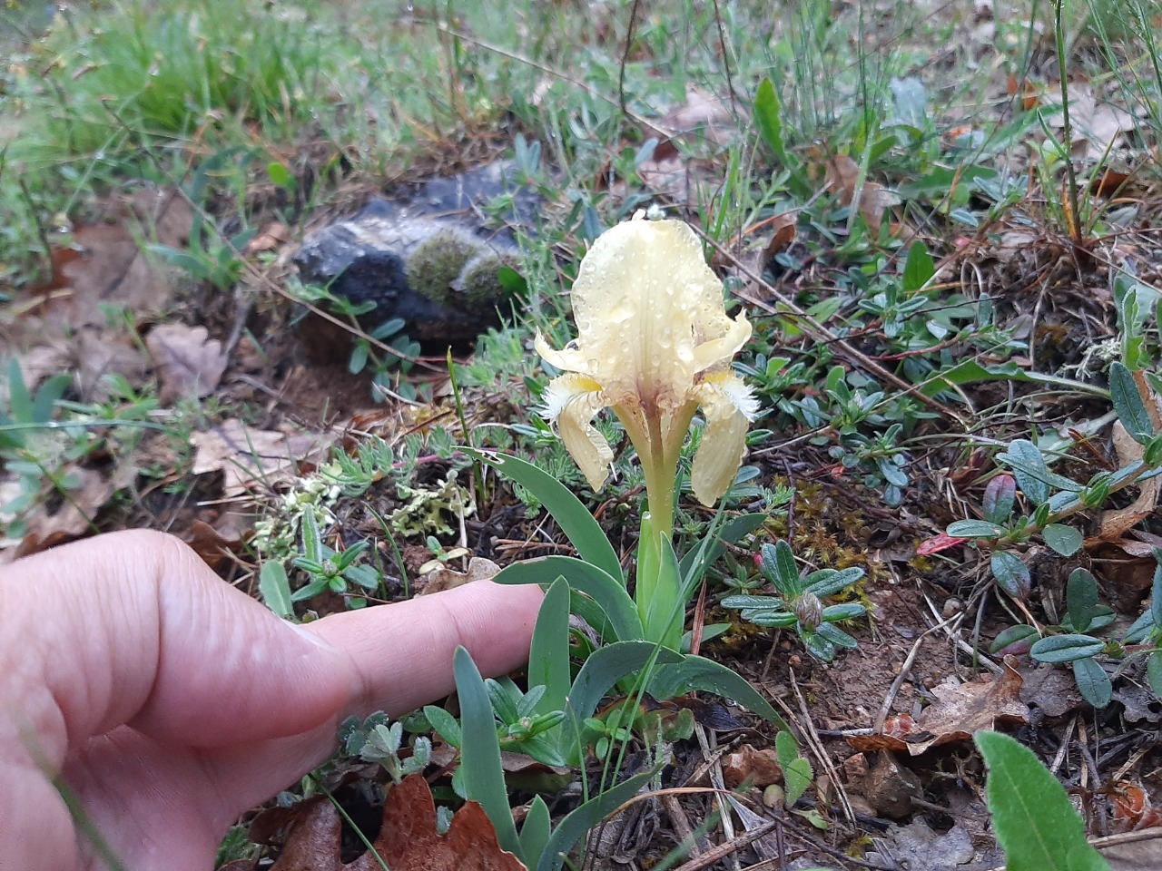 Iris suaveolens