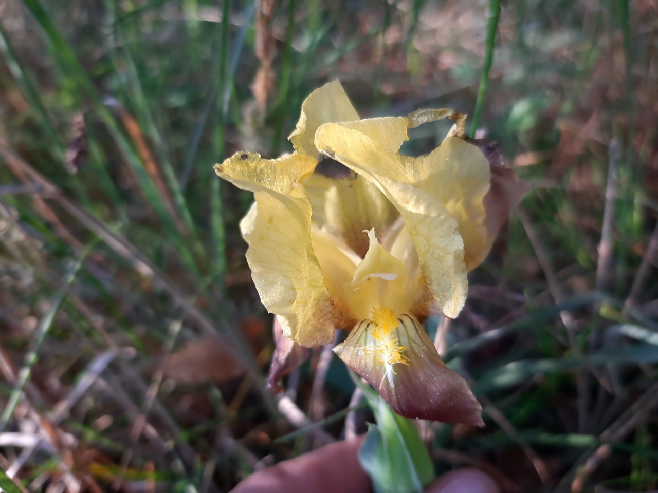 Iris suaveolens