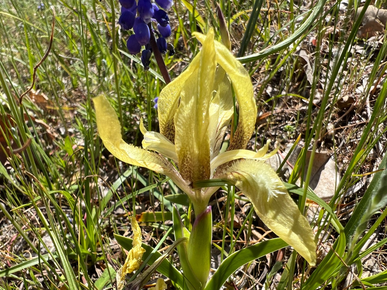 Iris suaveolens