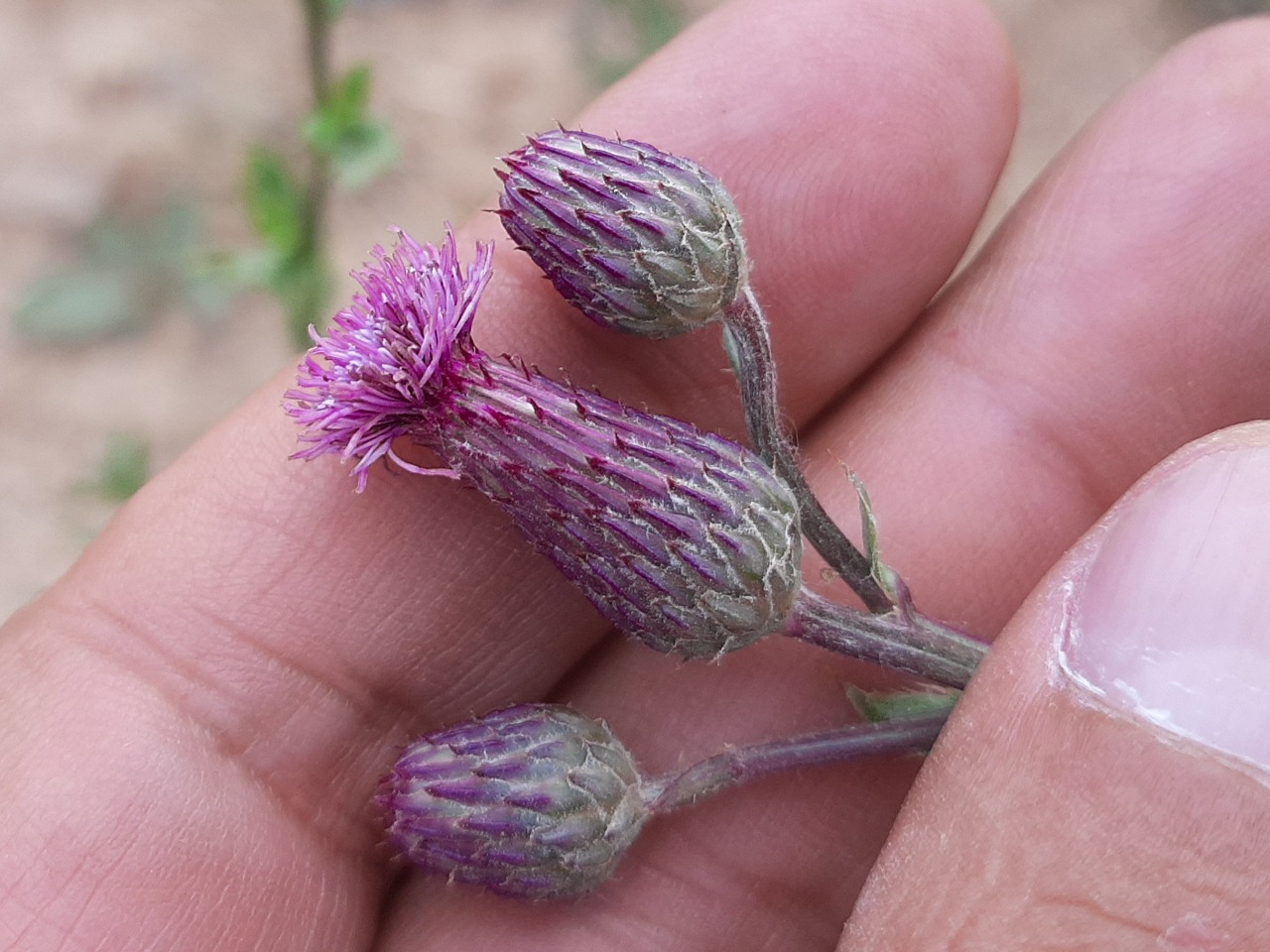 Cirsium arvense