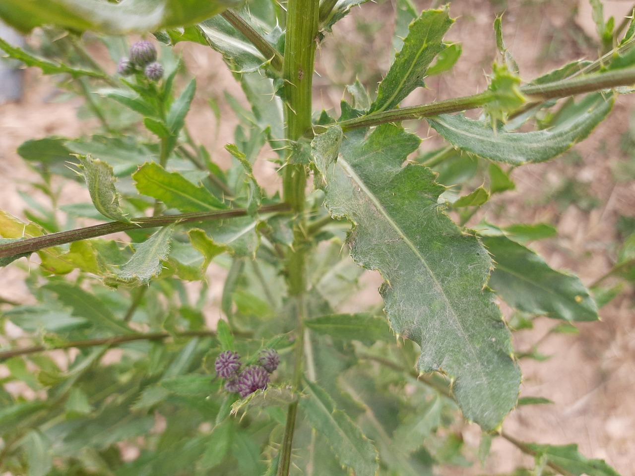 Cirsium arvense