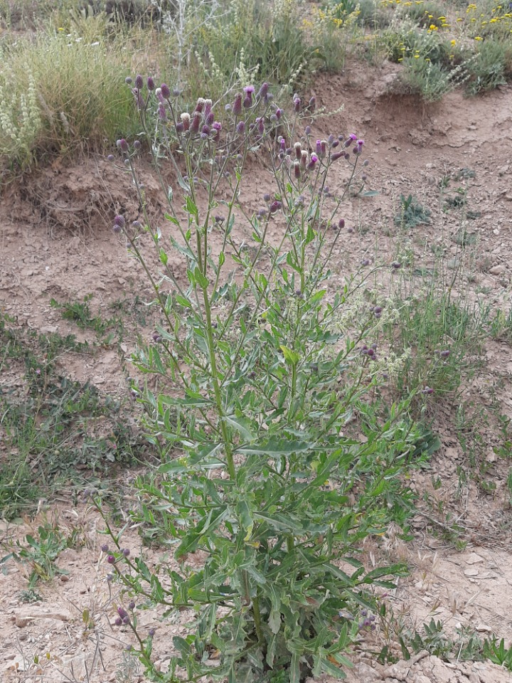 Cirsium arvense