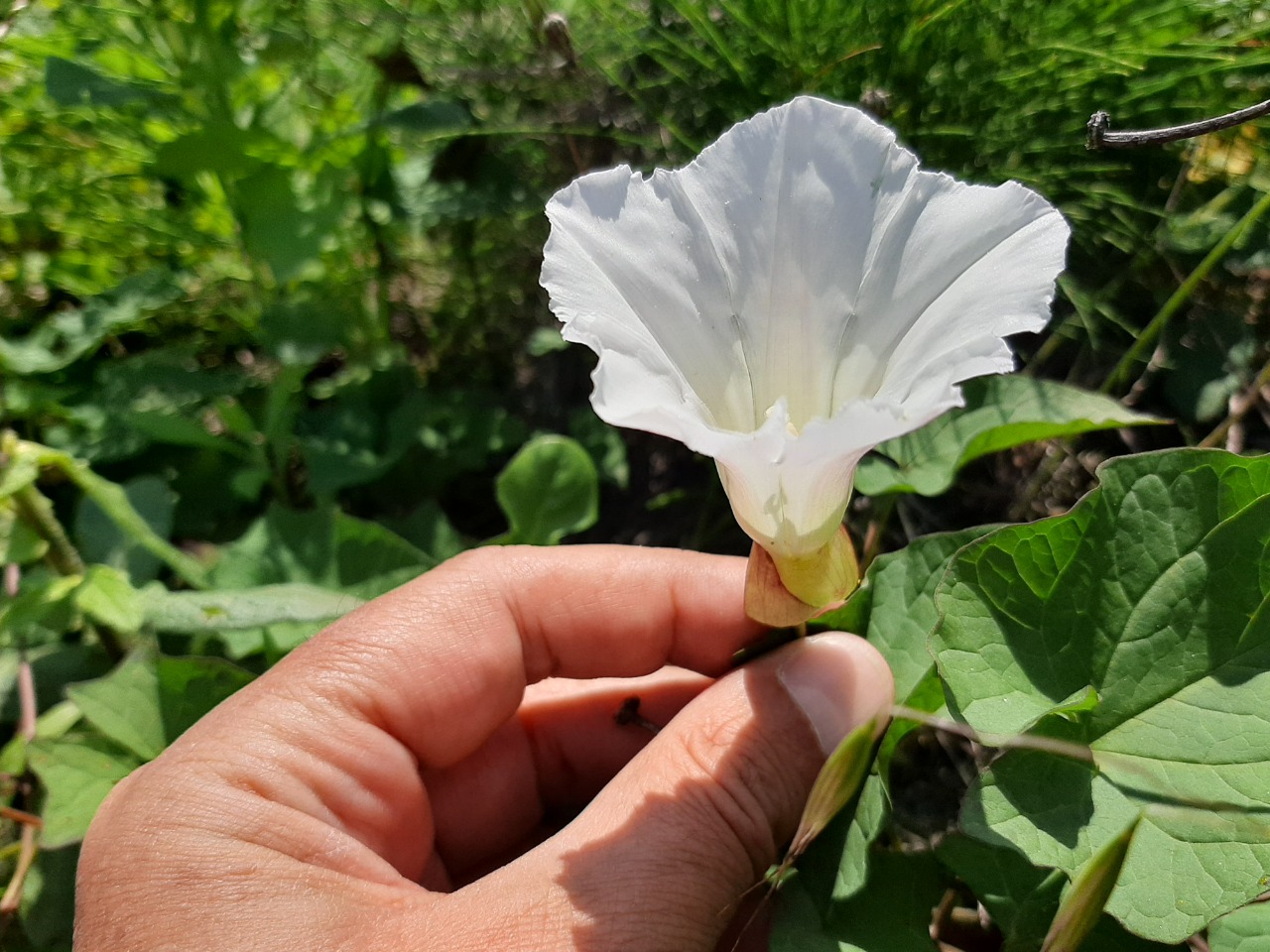 Calystegia silvatica