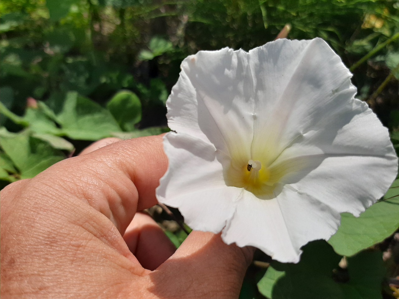 Calystegia silvatica