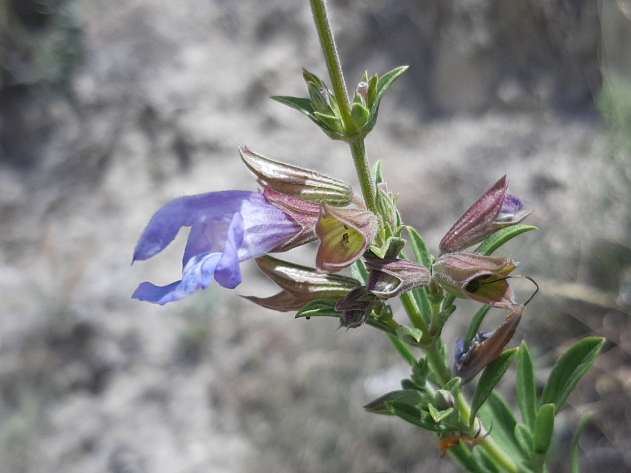 Salvia wiedemannii