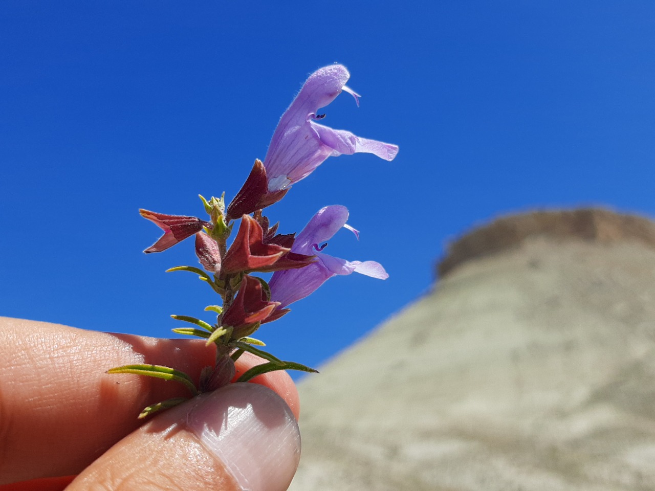 Salvia wiedemannii