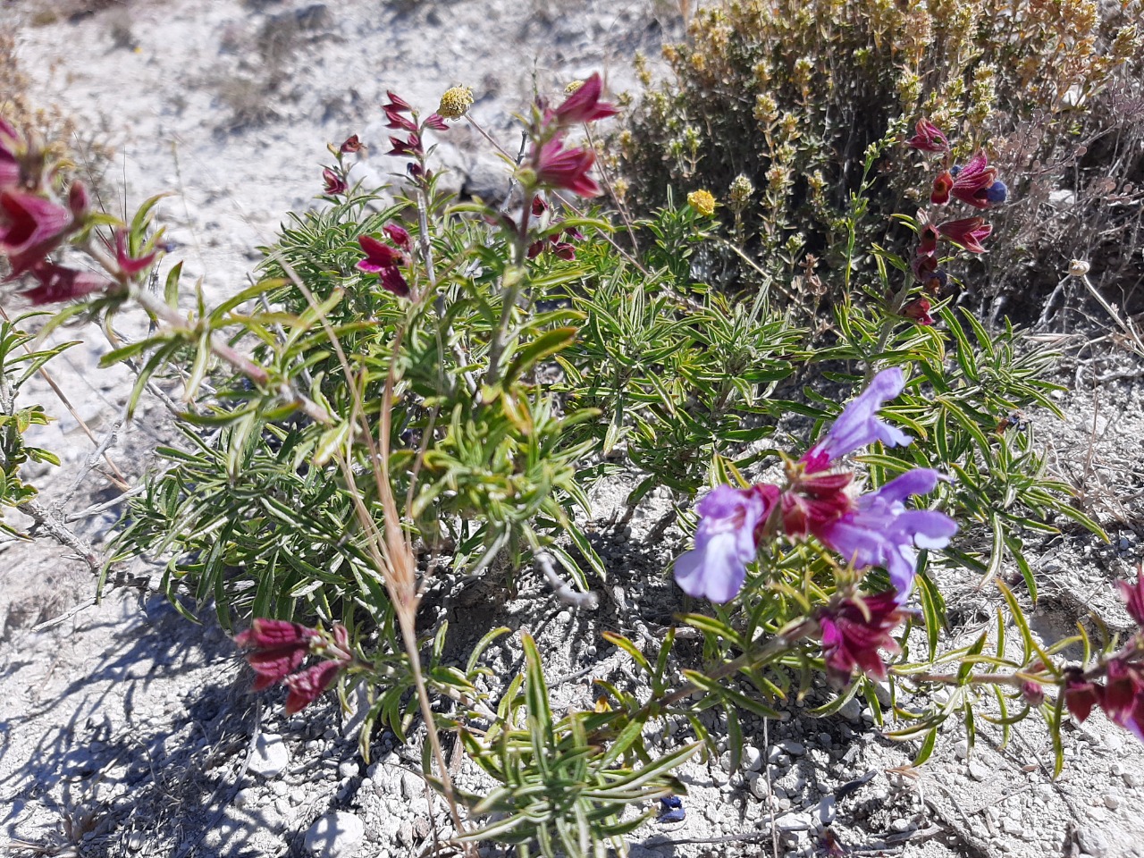 Salvia wiedemannii