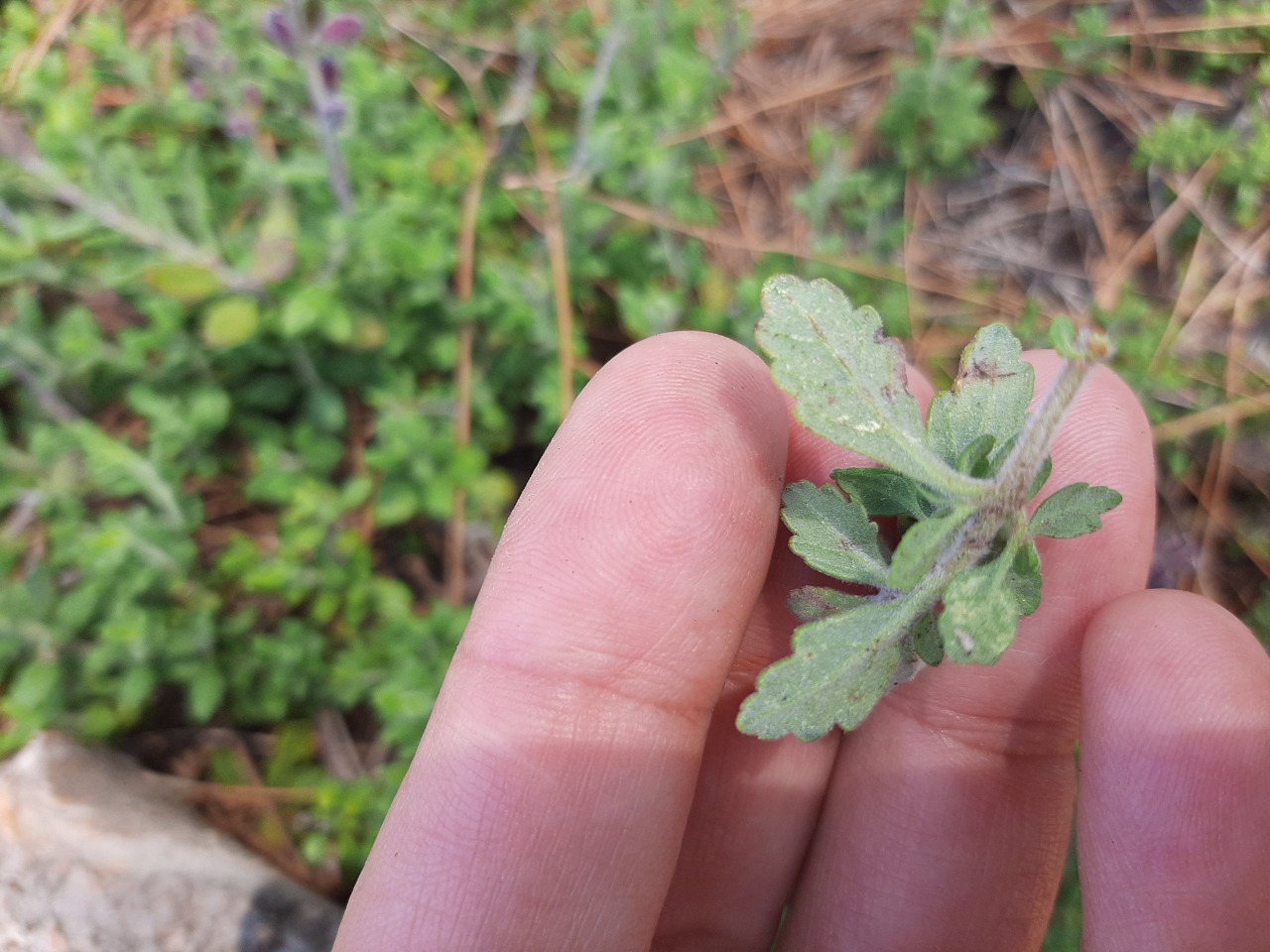 Teucrium chamaedrys