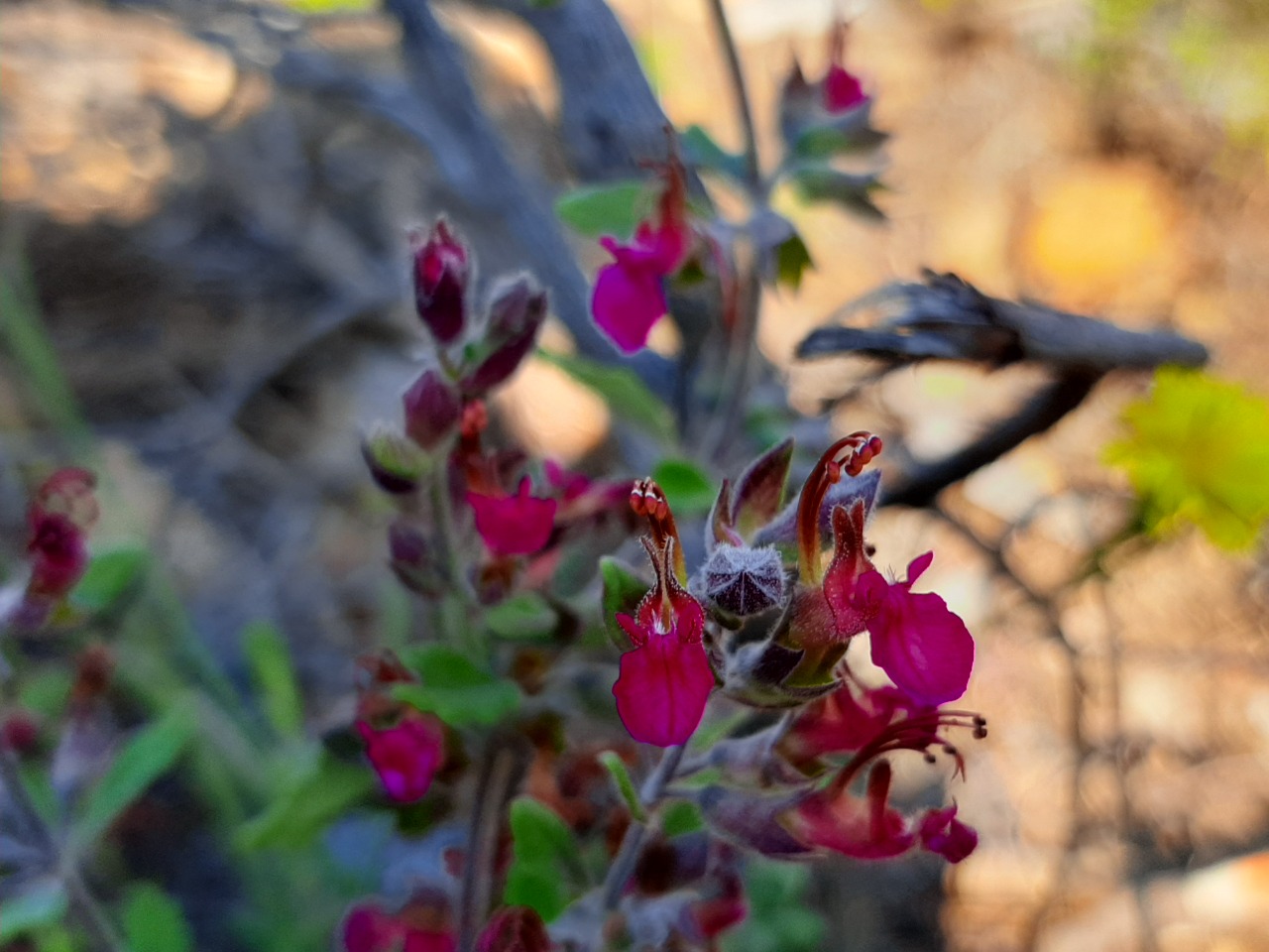 Teucrium chamaedrys