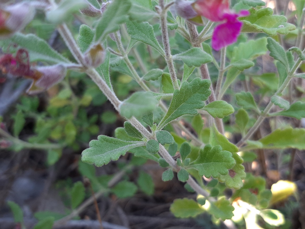 Teucrium chamaedrys