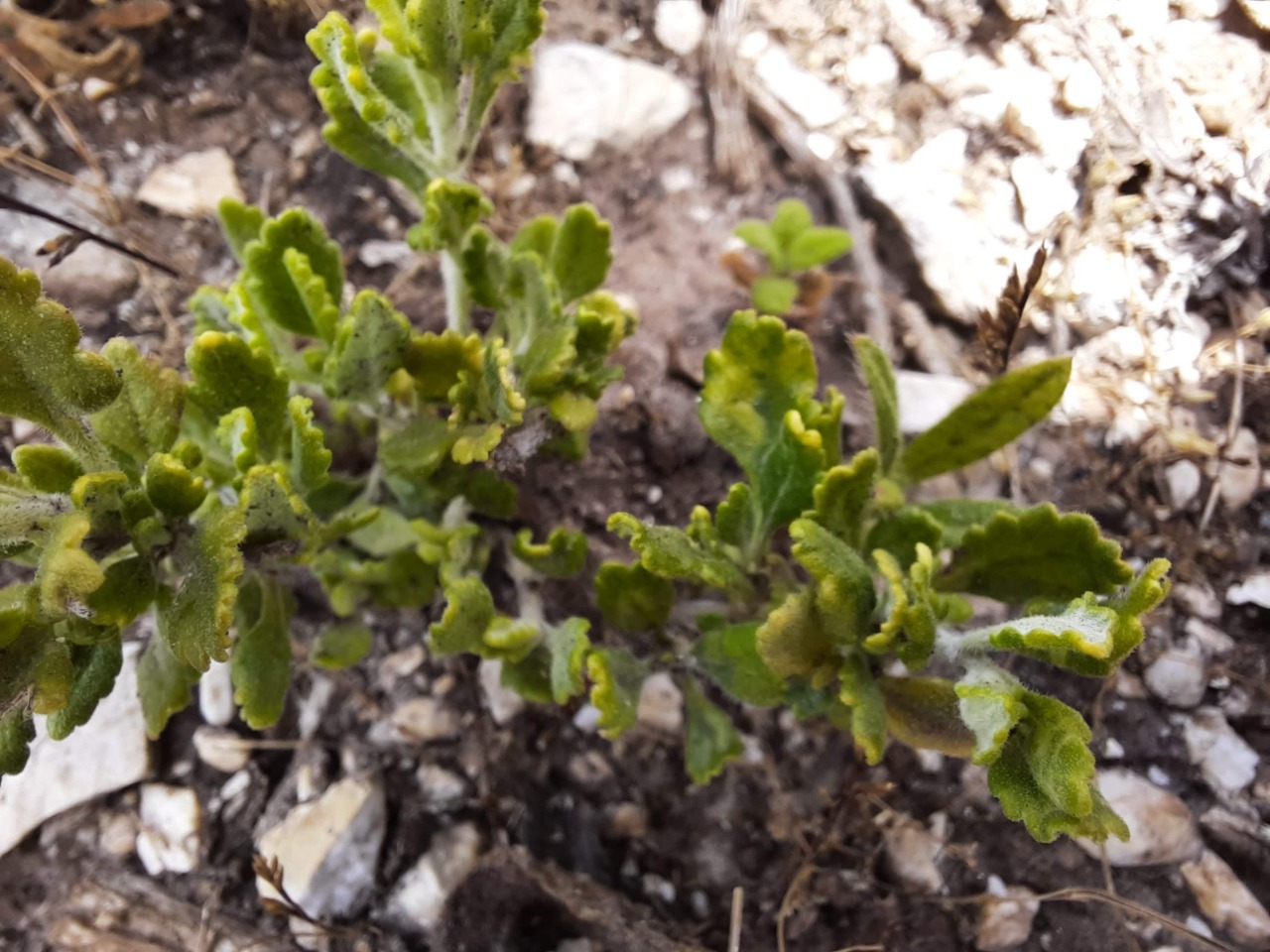 Teucrium chamaedrys