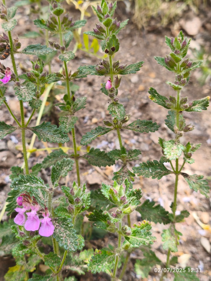Teucrium chamaedrys