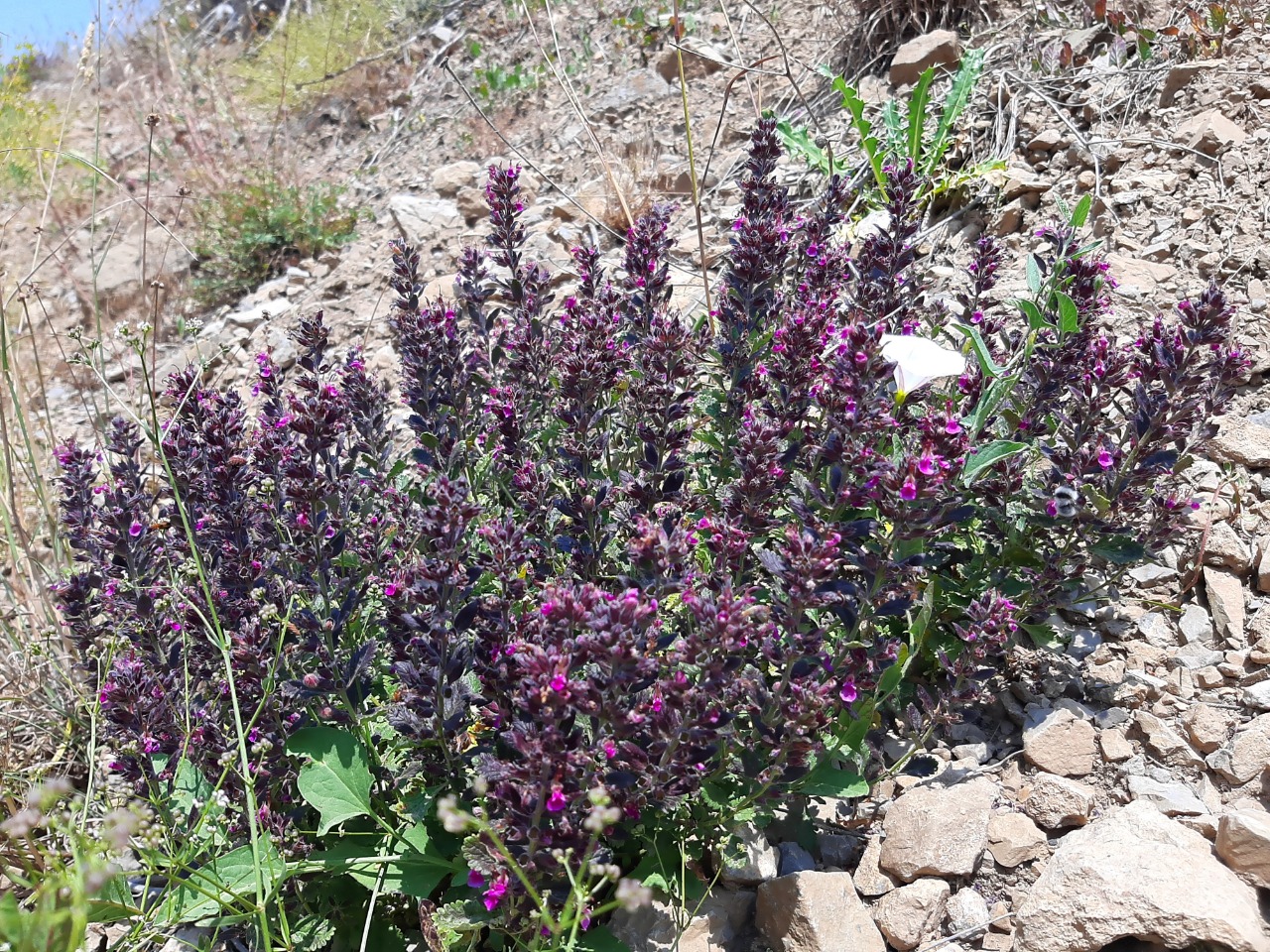 Teucrium chamaedrys
