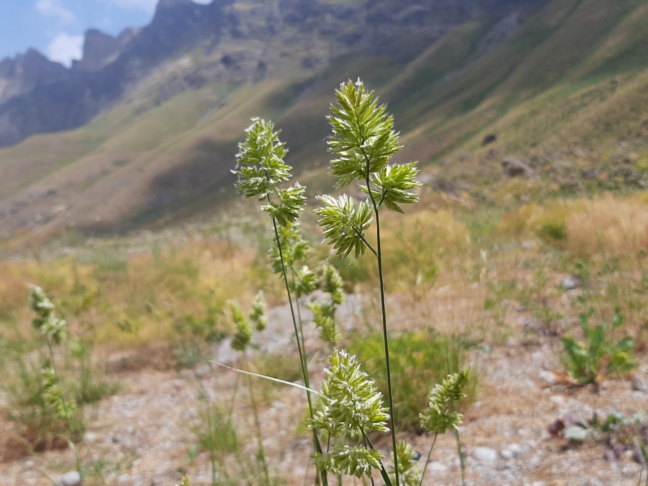 Dactylis glomerata