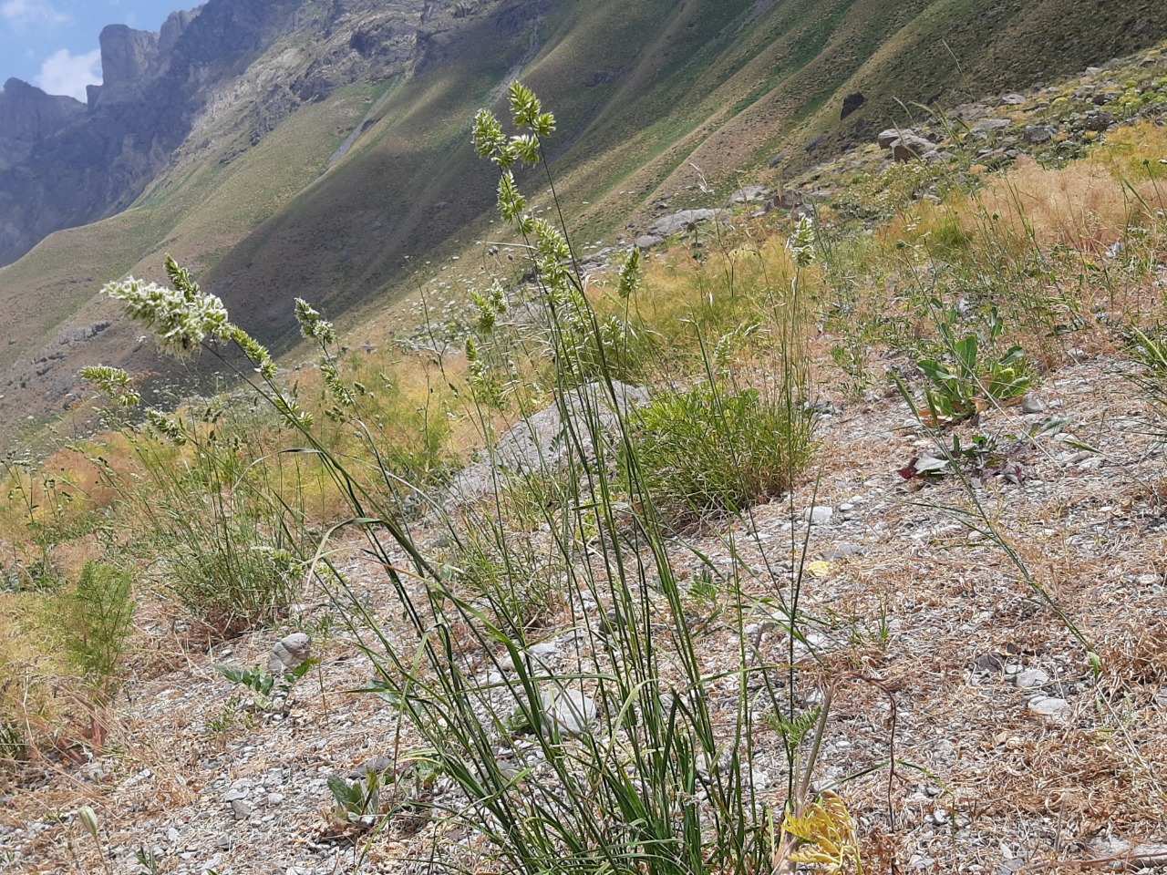 Dactylis glomerata