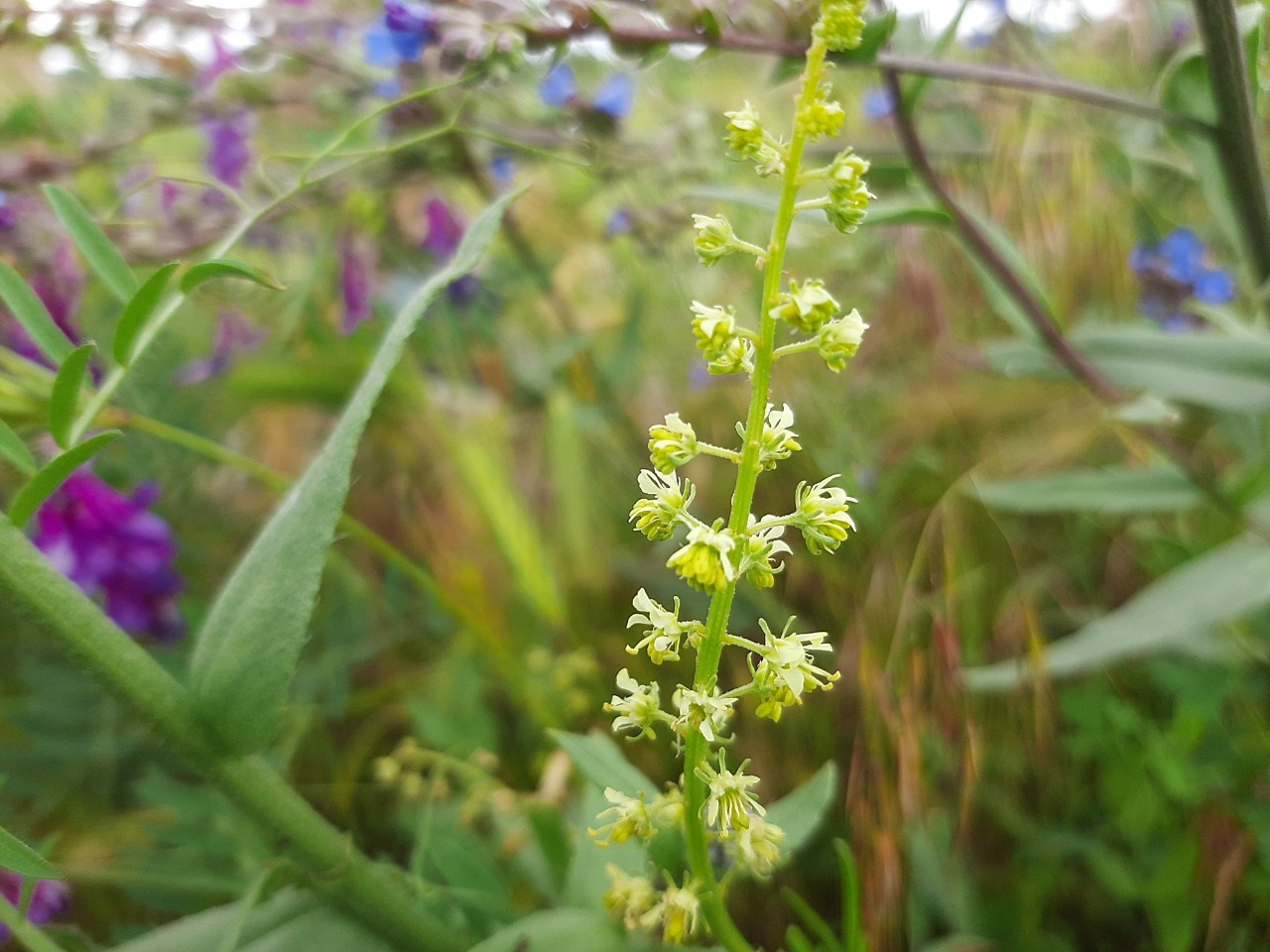 Reseda lutea